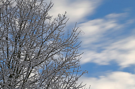 树上有树枝和树枝冬季降图片