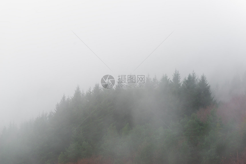有雾的森林的概述图片