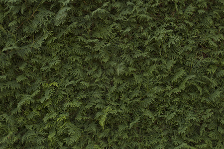 针叶树的绿色树篱特写图片