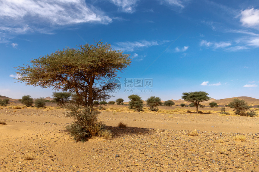 摩洛哥撒哈拉沙漠山脉背景上的孤树图片