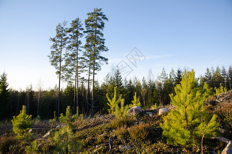 林再生松树植在清开的地带图片