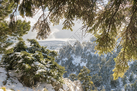 冬天的白雪皑的树木从希腊的Parnitha山看图片