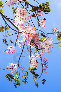 希望树粉红花粉红色淋浴泰国的图片