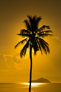 剪影椰子棕榈树图片