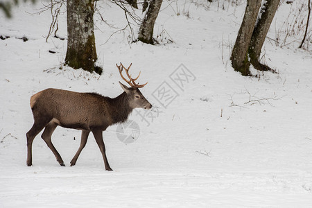 冬季雪地和森林上的红鹿肖像图片