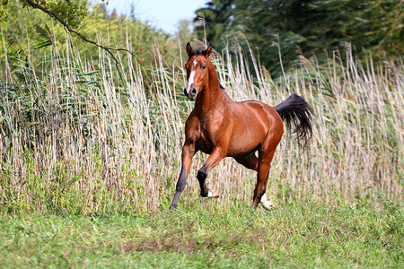 阿拉伯种马在绿色的夏背景图片