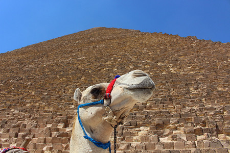 一只非洲骆驼的肖像吉萨金字塔图片