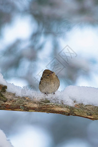 冬天Chaffinch在雪覆盖的树枝上图片