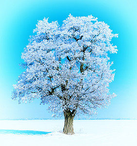 霜中的一棵树图片
