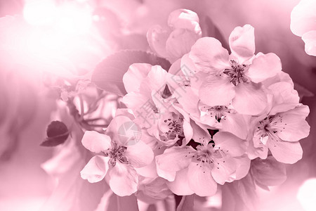 梨的开花分支盛开的春天花园图片