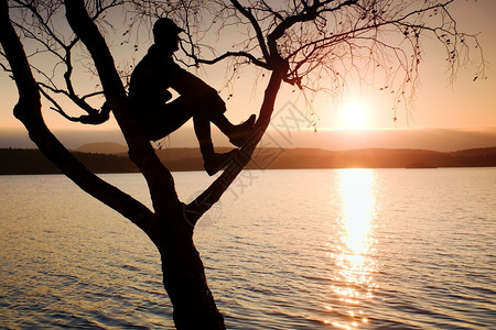 人坐在树上孤独男孩的剪影与棒球帽在白桦树的枝上在日图片