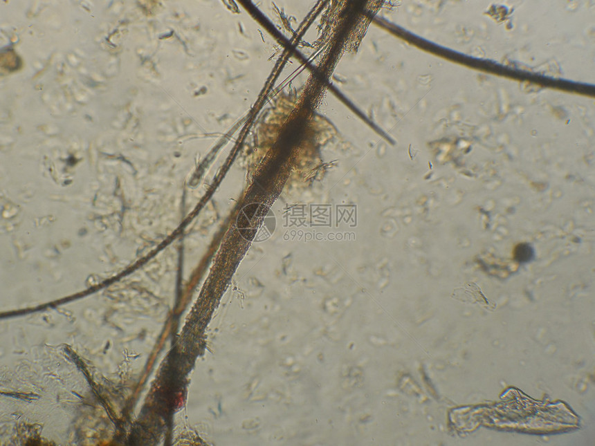 一只显微镜猫的毛发被损坏了皮肤受精微粒罐子增图片