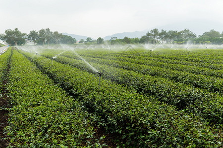 在大万TaiTung的绿色茶叶加供水图片