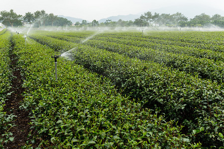 在大万TaiTung的绿色茶叶加供水图片