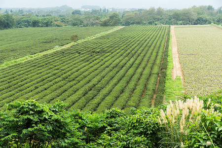 新鲜绿茶种植园图片