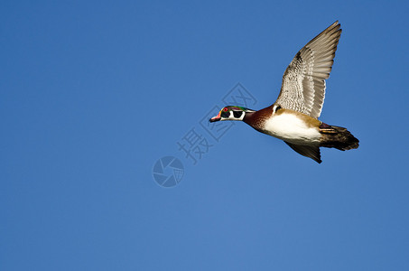 雄木鸭在蓝天飞翔图片
