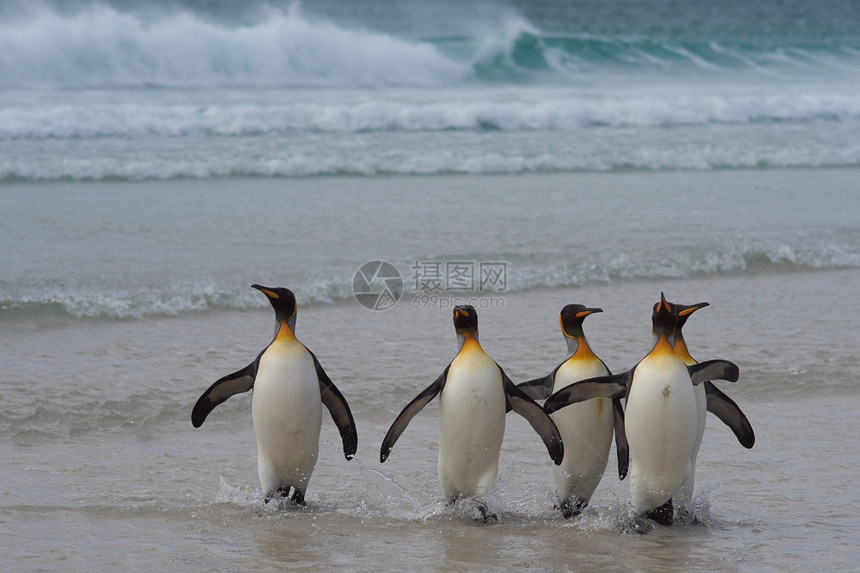 国王企鹅福克兰群岛图片