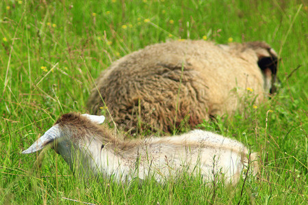 绵羊和山羊躺在牧场的绿草地上图片