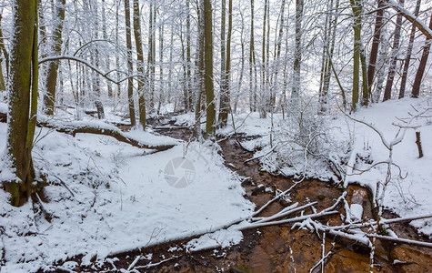 雪覆盖树木树枝和地表图片