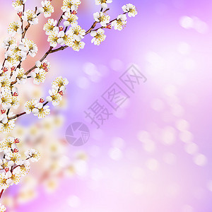 杏花枝与春天的花朵卉背景图片
