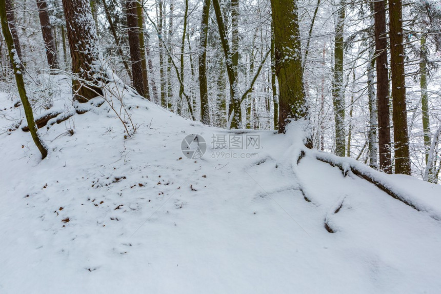 欧洲森林的冬天美丽的风景雪覆盖着树木图片