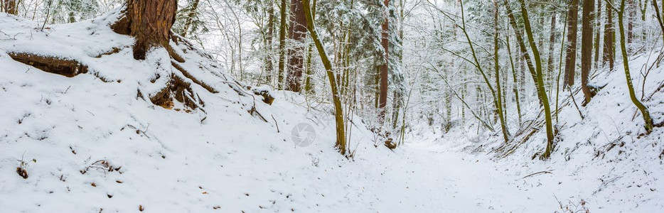 欧洲森林的冬天美丽的风景雪覆盖着树木图片