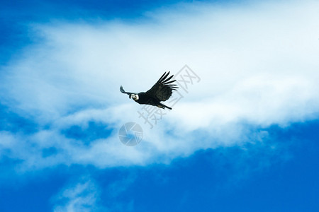 野生秃鹰在蓝天飞翔图片
