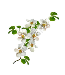 白色背景上孤立的白梨花枝图片