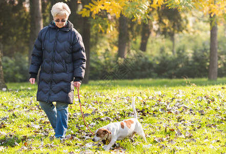 秋天公园里带着狗的老妇人背景图片