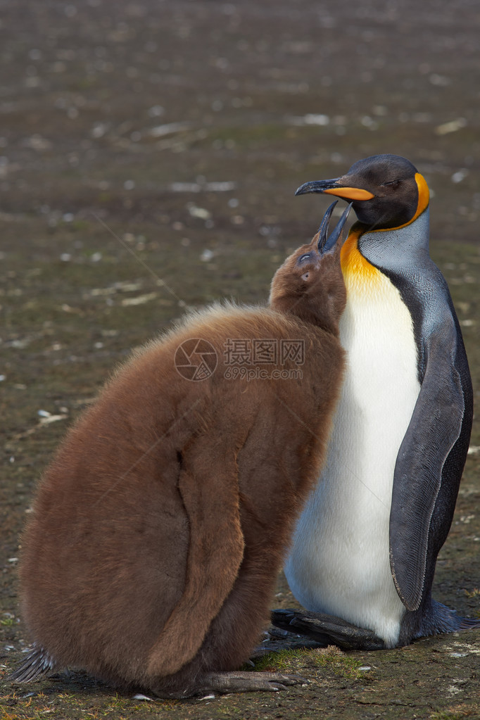 成年企鹅Aptenodytespatagonicus与福克兰群岛志愿点的几乎完全成熟和饥图片