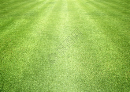高尔夫球场绿色草坪图片