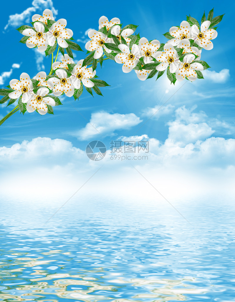 樱花的枝条映衬着蓝天白云图片
