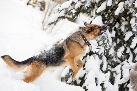 听话的成年德国牧羊犬在雪地上跳跃图片