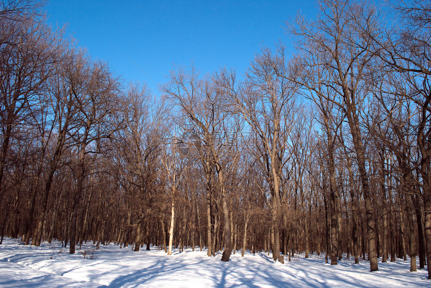 一月冬天的森林在雪地里图片