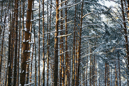 有雪的冬天松树林在日落图片