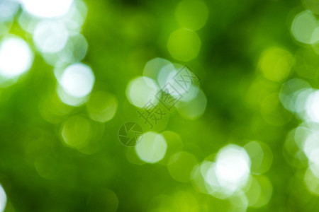 阳光抽象的绿色自然背景有图片