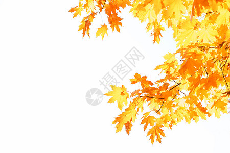 金色的秋叶关闭图片