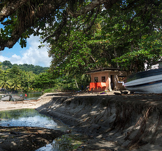 特立尼达特立尼达和多巴哥森林图片