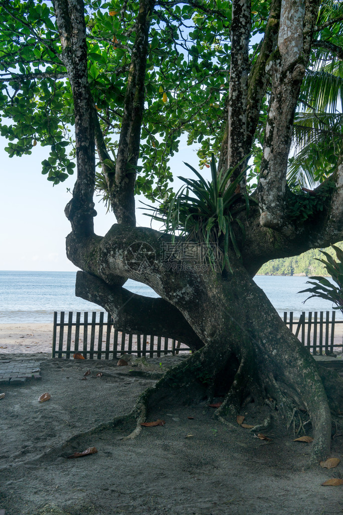 特立尼达特立尼达和多巴哥沙滩上图片