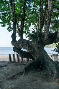 特立尼达特立尼达和多巴哥沙滩上图片