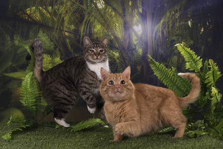纯种猫在丛林中狩猎图片