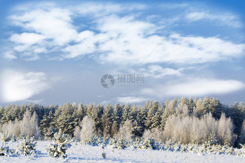 冬季森林冬季风景图片
