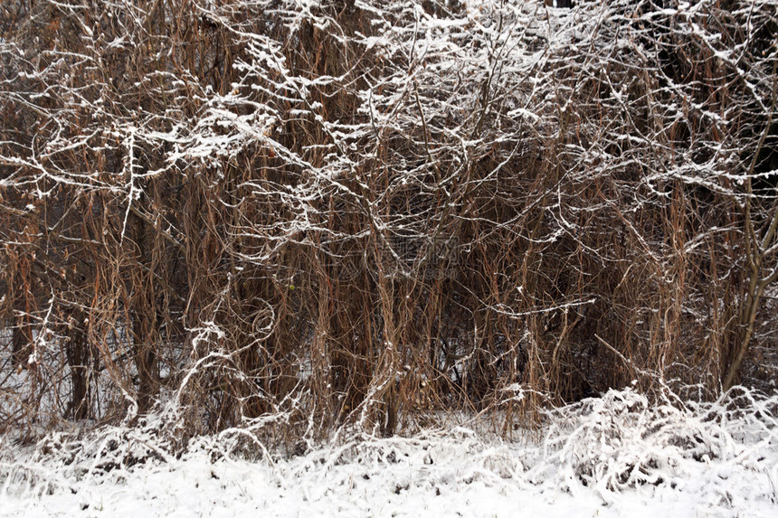 灌木上的雪和霜季节背景图片