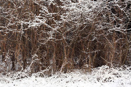 灌木上的雪和霜季节背景图片