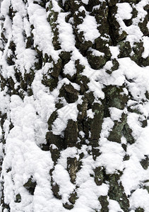 雪中的树皮季节自然背景图片