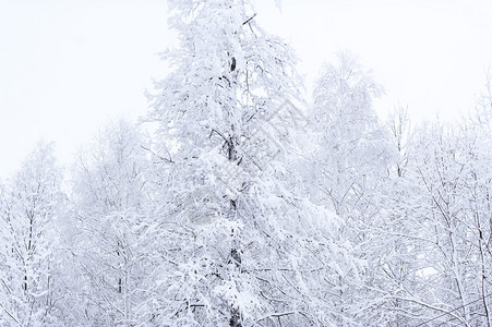 白雪覆盖的林木图片