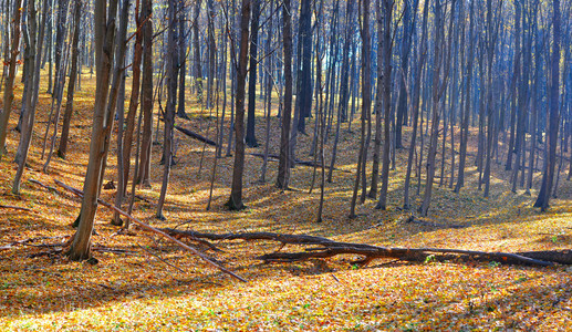 晴朗天气的秋天森林图片