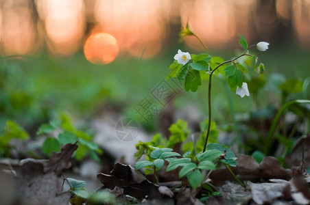 春天森林里的白花图片