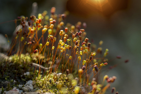 森林中阳光下苔藓种子的微距照片图片