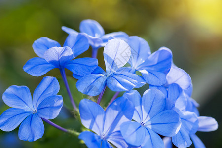 花园里的海角蓝花图片